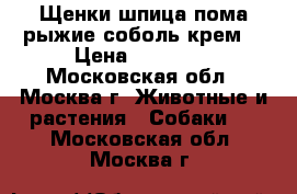 Щенки шпица пома рыжие соболь крем  › Цена ­ 30 000 - Московская обл., Москва г. Животные и растения » Собаки   . Московская обл.,Москва г.